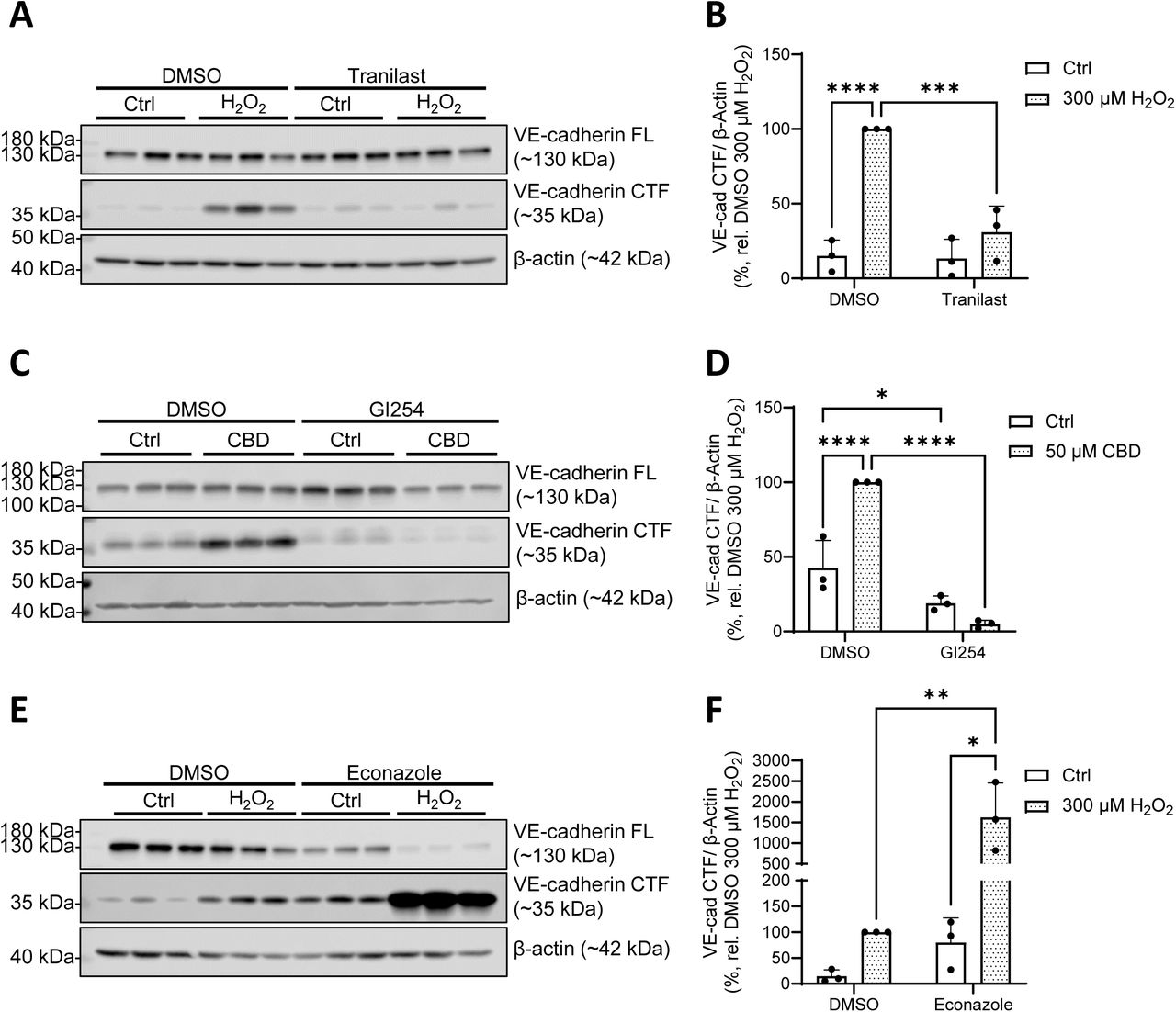 TRPV2 and TRPM2 VE-cadherin cleavage in HPMECs.Representative Western blot (from one donor, 3 technical replicates) of FL and CTF VE-cadherin protein levels in HPMECs upon TRPV2 inhibition (50 µM tranilast) and 2 h exposure to H2O2 (300 µM; A, quantified in B). (C) Representative Western blot (from one donor, 3 technical replicates) of FL and CTF VE-cadherin protein levels in HPMECs upon ADAM10 inhibition (3 µM GI254023X, GI254) and 2 h exposure to cannabidiol (CBD, 50 µM), quantified in (D). Representative Western blots (from one donor, 3 technical replicates) of FL and CTF VE-cadherin protein levels in HPMECs upon TRPM2 inhibition (10 µM econazole) and 2 h exposure to H2O2 (300 µM; E, quantified in F). β-actin was probed as a loading control. Quantified data (B, D, F) reflect the mean + SD from 3 independent donors (n = 3). Significance between means was analyzed using two-way ANOVA, with Tukey post hoc tests; * p < 0.05, ** p < 0.01, *** p < 0.001, **** p < 0.0001.