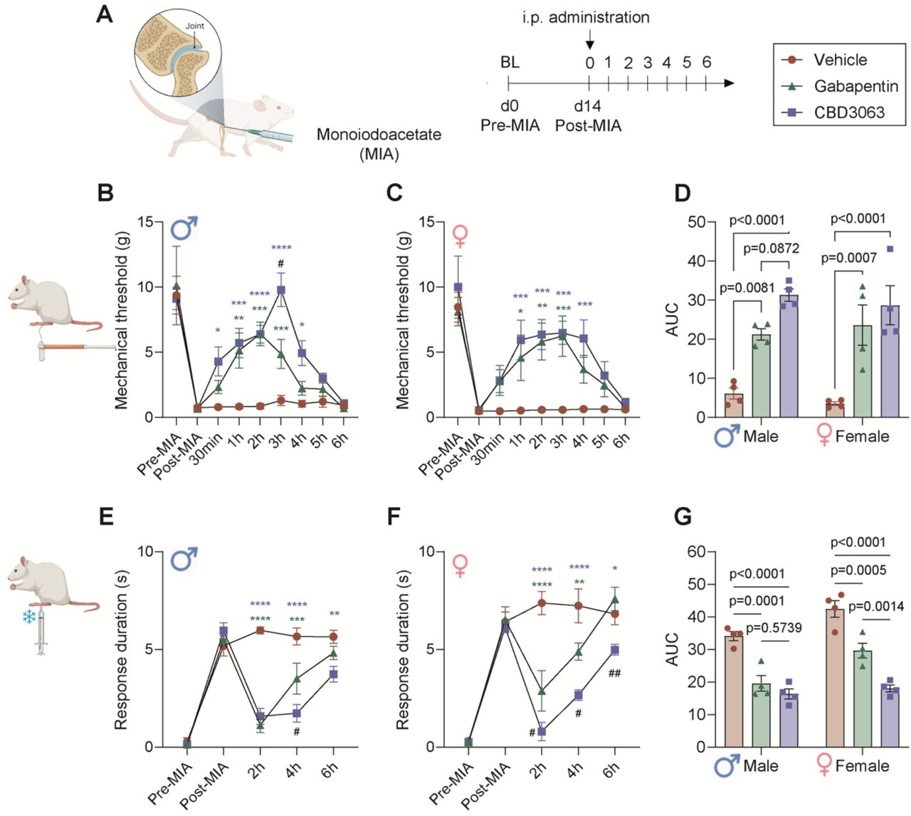 CBD3063 decreases mechanical and cold allodynia in rats with MIA-induced pain-like behaviors.(A) Study-design schematic and treatment conditions. (B-C) Baseline paw-withdrawal threshold was measured before (pre-MIA) and after (post-MIA) in both male (D) and female (C) rats. The analgesic effect of single i.p. injections of CBD3063 (10 mg/kg), gabapentin (30 mg/kg) or vehicle were measured hourly for 6h after administration. n=4 rats pr gender/group. (D) Quantification of Area Under the Curve of the paw withdrawal threshold reported in panel B-C from post-MIA to 6h post administration. Both CBD3063 and Gabapentin significantly improved the MIA-induced mechanical allodynia in both genders. (E-F) Baseline response duration to an application of an acetone drop was measured before (pre-MIA) and after (post-MIA) in both male (E) and female (F) rats. The antiallodynic effect of single i.p. injections of CBD3063 (10 mg/kg), Gabapentin (30 mg/kg) or vehicle were measured for 6h after administration. n=4 rats pr gender/group. (G) Quantification of Area Under the Curve of the response duration reported in panel E-F from post-MIA to 6h post administration. Both CBD3063 and Gabapentin significantly improved the MIA-induced cold allodynia, but CBD3063 was significantly more significant than gabapentin. Results were compared using 2-way ANOVA and post-comparison between groups using Tukey’s multiple comparison test, as suggested by comparison with vehicle-groups; *P<0.05, **P<0.01, ***P<0.001, ****P<0.0001; differences between gabapentin and CBD3063 suggested by, #P<0.05, ##P<0.01. Results are displayed as Mean ± S.E.M.