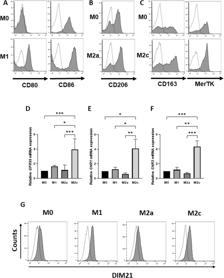 mRNA expression levels of cannabinoid receptors in various macrophage subtypes. (A–C) Human monocyte-derived macrophages (M0) were classified into three subtypes: M1 (CD80+CD86+; A), M2a (CD206+; B), and M2c (CD163+MerTK+; C). Surface expression of molecular markers was analyzed by flow cytometry, and representative histograms from three independent experiments are shown. Dotted line: isotype control. Solid line: antigen-specific antibodies. (D–F) mRNA expression of cannabinoid receptors GPR55 (D), CNR1 (E), and CNR2 (F) was quantified by RT-qPCR. Bars represent mean ± SEM from five independent experiments. Data were analyzed by one-way ANOVA and Tukey’s multiple comparison test (*p < 0.05; **p < 0.01; ***p < 0.001; ****p < 0.0001). (G) M0 and polarized macrophages (M1, M2a, M2c) were stained with DIM21 antibody, which recognizes PtdGlc-enriched microdomain, followed by Alexa Fluor 488-conjugated secondary antibody. Cells were analyzed by flow cytometry, and histograms are shown. Dotted line, isotype control. Solid line, DIM21.