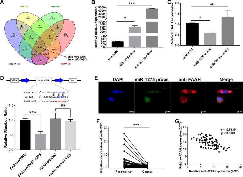 miR-1275 complementarily binds to the 3’-UTR of FAAH.A Combination of four public databases to screen miRNAs that could bind to FAAH. B Transfection efficiency of miR-1275 and miR-502-5p mimics in GC cells was detected by qRT-PCR. C Changes of FAAH expression after overexpression of miR-1275 and miR-502-5p. D Wild-type and mutant plasmids of FAAH 3’-UTR were constructed for dual-luciferase reporter gene assay. E IF-FISH assay was performed to visualise the subcellular localisation of FAAH (Red) and miR-1275 (Green) in MKN-1 cells. F Expression of miR-1275 in GC tissues (n = 80 pairs). G Spearman’s correlation analysis of miR-1275 and FAAH in GC tissues (n = 80 pairs). *p < 0.05, ***p < 0.001. WT wild-type, MUT mutant-type.