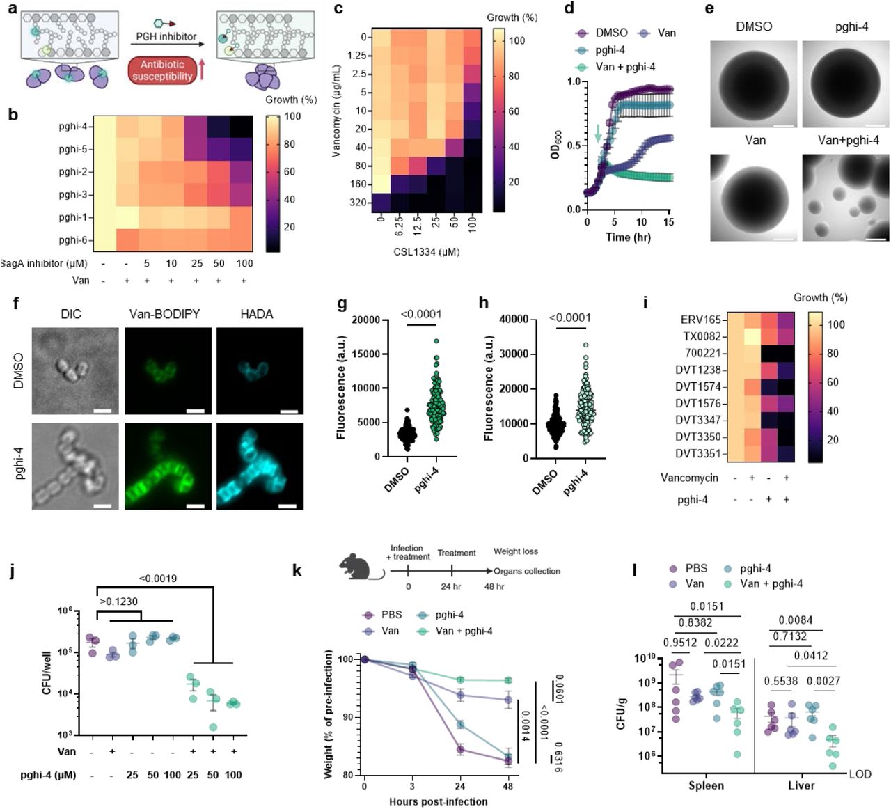 Pghi-4 is an antibiotic adjuvant against VREfm.a, Scheme illustrating inactivation of peptidoglycan remodeling upon pharmacological inhibition of SagA in VREfm. b, Effect of sulfonyl fluorides + vancomycin (Van, 5 μg/mL) on VREfm (ERV165) growth. c, Pghi-4 synergism with vancomycin against ERV165 evaluated by checkerboard assay. Data in b and c is heatmap of median values relative to DMSO control, n=3. d, Bacteria-kill growth curves. Exponentially grown ERV165 were treated with pghi-4 (100 μM), vancomycin (Van, 100 μg/mL) or in combination for 18 hours, followed by OD600 measurement and CFU analysis (Extended Data Fig. 11d). The green arrow indicates the time point when the treatment was added. e, DIC images of single colonies of VREfm ± vancomycin (Van, 100 μg/mL) ± pghi-4 (100 µM). Scale bar, 200 µm. f, Fluorescence microscopy imaging of VREfm ± pghi-4 (50 µM) stained with Van-BODIPY (50 µg/mL) and HADA (0.5 mM). Scale bar, 2 µm. g, Fluorescence of Van-BODIPY-stained VREfm ± pghi-4 (50 µM). i, Fluorescence of HADA-stained VREfm ± pghi-4 (50 µM). For g-h each dot is individual cell, n=143. i, Effect of pghi-4 (50 μM) ± vancomycin (Van, 5 μg/mL) on growth of VREfm clinical isolates. Data is heatmap of median values relative to DMSO control, n=3 biological replicates. j, CFU analysis of VREfm-infected RAW264.7 cells treated with vancomycin (100 µg/mL), pghi-4 alone or in combination. Data is mean and analyzed by one-way ANOVA with uncorrected Fisher’s LSD post-test ± S.E.M., n=3 biological replicates. k, Top: scheme of systemic infection in vivo with VREfm (ERV165): mice were infected with 109 VREfm CFU with PBS (0.25% CMC), pghi-4 (25 mg/kg 0.25% CMC) ± vancomycin (Van, 100 mg/kg 0.25% CMC) intraperitoneally. 24 hours post-infection mice were given the second dose. Weight was monitored at 3, 24, 48 hours post-infection. Mice were sacrificed, organs were collected and VREfm burden was analyzed by CFU. Bottom: weight (% of pre-infection) of mice VREfm-infected ± 2 doses of pghi-4 (25 mg/kg 0.25% CMC) ± vancomycin (Van, 100 mg/kg 0.25% CMC). Data is mean ± S.E.M. and analyzed by one-way ANOVA with uncorrected Fisher’s LSD post-test, n=6 mice. l, CFU analysis of organs from VREfm-infected mice ± 2 doses of pghi-4 (25 mg/kg 0.25% CMC) ± vancomycin (Van, 100 mg/kg 0.25% CMC). Y axis starts from the limit of detection (LOD), horizontal line is mean ± S.E.M. Data is analyzed by Kruskal-Wallis test with Dunn’s uncorrected post-test. Each dot is individual mouse, n=6.