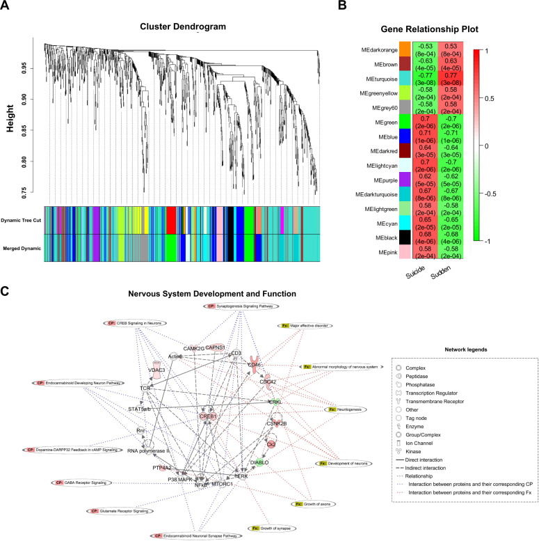 WGCNA analysis.A Optimal cluster sets obtained by dynamic tree cutting and automatic cluster merging. B Heatmaps showing correlation of module eigengenes. Pearson correlation coefficients of each module are shown and differently colored. C The top network of nervous system development and function was identified using 154 proteins in the blue module, which had the largest correlation with the suicide group.