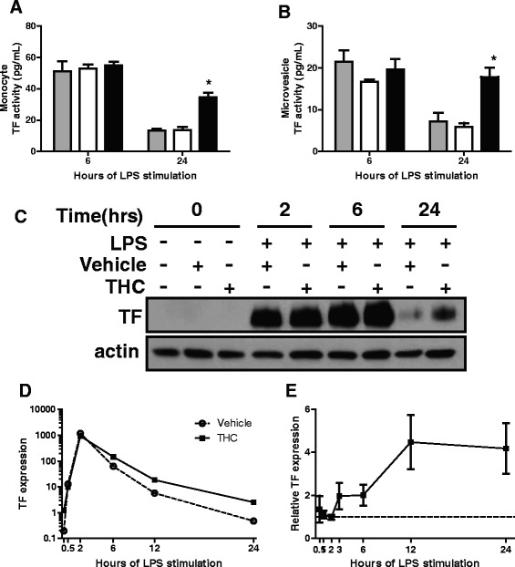 THC prolongs TF expression and procoagulant activity. Monocytes were treated with 30 μM THC or vehicle control for 30 min prior to the addition of LPS (100 ng/mL) for indicated time periods. TF activity in (a) monocytes or (b) microvesicles isolated from monocyte supernatants in (a) was measured. Graphs are results are from one donor, showing mean and standard error from 3 wells. Similar results were obtained in cells from 3 donors. TF activity is donor dependent, and, in the absence of LPS stimulation, usually undetectable, but never greater than 1 pg/mL in media only or THC only controls. Grey bars are LPS only, open bars are vehicle control and LPS, solid black bars are THC and LPS. * p < 0.001 via ANOVA followed by Bonferroni post test comparing THC to vehicle. c Whole cell lysates from monocytes were analyzed by western blot for indicated proteins. TF western blots were stripped and reprobed for actin. d, e Total mRNA was isolated from monocytes treated with THC or vehicle 30 min prior to LPS and analyzed for TF and GAPDH by quantitative real-time PCR. d TF versus GAPDH mRNA from one representative donor is graphed. Data is presented as a relative fold change compared to untreated cells. e Mean and standard error from at least 3 donors are graphed relative to vehicle (dotted line at 1) at indicated time points