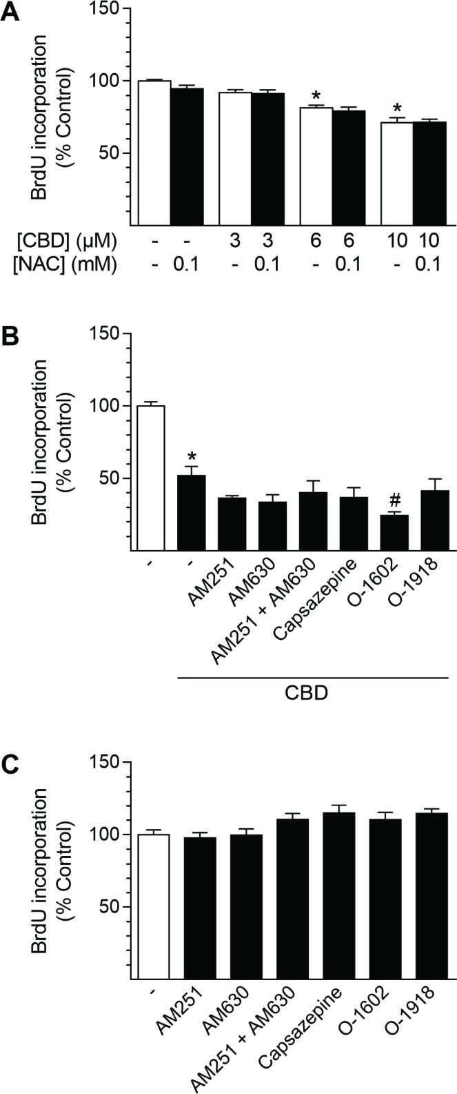 Involvement of ROS generation and receptor signaling in CBD-mediated anti-proliferative effects in HUASMCCells were pre-incubated with 0.1 mM NAC (A) or with 1-µM concentrations of the receptor activity modulating substances AM251 (CB1 antagonist), AM630 (CB2 antagonist), capsazepine (TRPV1 antagonist), O-1602 (GPR55 agonist) or O-1918 (GPR55 antagonist) (B) for 1 h prior to a 24-h co-incubation with CBD as indicated (A) or at 10 µM CBD (B). In another setup (C), cells were incubated with receptor activity modulating substances alone for 24 h. Following incubation, cells were analyzed for BrdU incorporation. Percentage of control represents comparison with the respective vehicle-treated time-matched group (set as 100%). Values are means ± SEM of n = 11–12 (A), n = 10–12 (B) or n = 7–8 (C) experiments. *P < 0.05 vs. time-matched vehicle control; #P < 0.05 vs. CBD-treated group; one-way ANOVA plus Šidák post hoc test (A, B). Data in (C) were analyzed by one-way ANOVA plus Dunnett post hoc test.