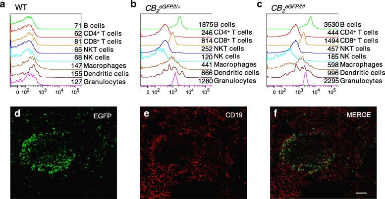 EGFP presence and distribution in CB2EGFP/f/ spleens determined using flow cytometry (a–c) and immunofluorescence (d–f). a–c Determination of cell-specific expression of EGFP in splenocytes harvested from WT (a), CB2EGFP/f/+ (b), and CB2EGFP/f/f (c) mice. The numbers next to the histograms are the mean fluorescence intensity (MFI). d–f CB2-dependent-EGFP expression in B-lymphocytes in the spleen of CB2EGFP/f/f. EGFP expression was evident in follicles of the white pulp. Scale bars, 100μm (d–g)