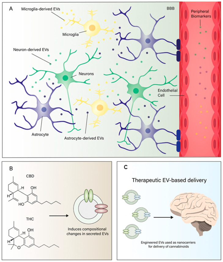 (A) Central nervous system (CNS) cells—including neurons, astrocytes, microglia, and oligodendrocytes—release extracellular vesicles (EVs) that carry molecular cargo such as endocannabinoids (e.g., anandamide, AEA), regulatory proteins, and microRNAs (miRNAs). These EVs can cross the synaptic cleft and influence neuronal and glial targets by modulating synaptic activity, neuroinflammation, and glia–neuron communication through CB1, CB2, and other receptor systems. (B) Exposure to phytocannabinoids—such as Δ9-tetrahydrocannabinol (THC) and cannabidiol (CBD)—as well as synthetic cannabinoids modulates EV biogenesis and cargo composition, influencing intercellular communication and potentially reprogramming neural and immune signaling. (C) Therapeutic EV-based delivery: engineered EVs can be used as nanocarriers for targeted CNS delivery of cannabinoids, increasing brain bioavailability, enhancing cell-type selectivity, and minimizing systemic side effects. This bidirectional interaction between the endocannabinoid system (ECS) and EVs represents a novel translational platform for the development of precision neuropsychiatric treatments.