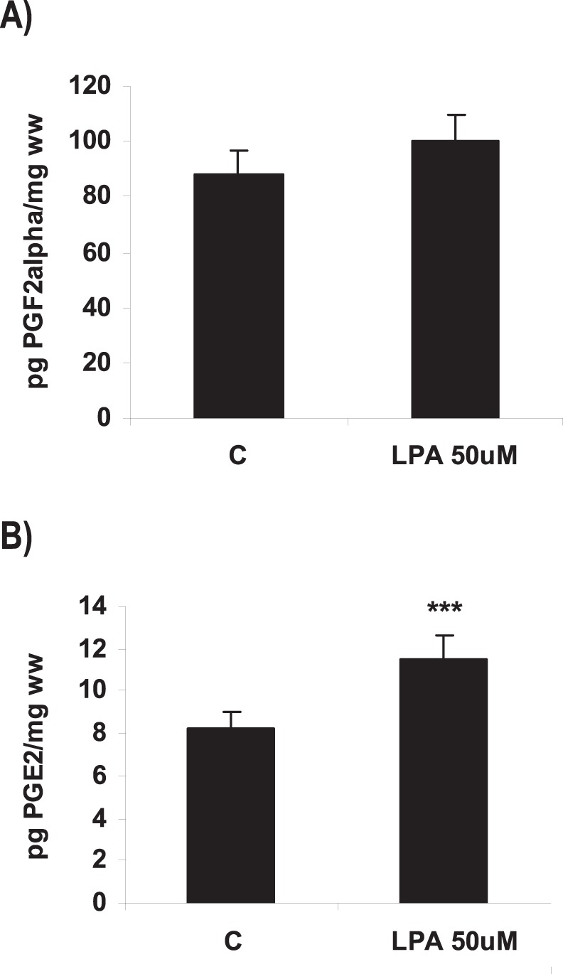 Effect of LPA on the production of prostagandins in the rat uterus during the window of implantation.Uterine strips from rats pregnant on day 5 of gestation (implantation window) were incubated with LPA 50 µM for 6 h and the production of PGF2α (A) and PGE2 (B) was determined by radioimmunoassay. In B: *** p<0.001 vs C. Results are shown as means ± sem. N = 4–6 for each point. C: control.