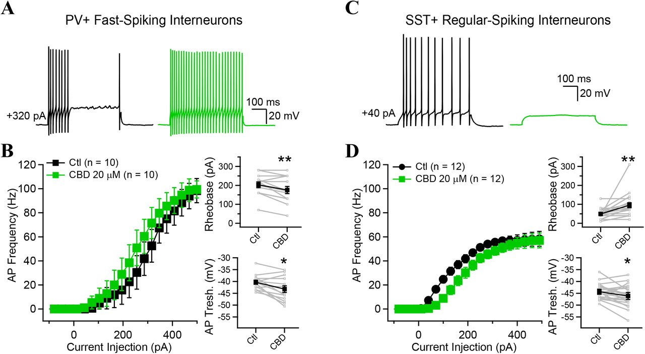Cannabidiol increases PV-INs but decreases SST-INs firing in response to depolarizing current.A, C, Examples of AP firing in response to current injection before (black) and after the perfusion of CBD (green). B, D, FI curves showing the AP probability as a function of current injection in PV– and SST-INs. Top insets show a significant decrease in rheobase for PV-INs but a significant increase for SST-INs. Bottom insets show a more hyperpolarized AP threshold for both types of INs, with a more pronounced decrease observed in PV-INs. * p > 0.05; ** p > 0.01. Data points show mean ± SEM.