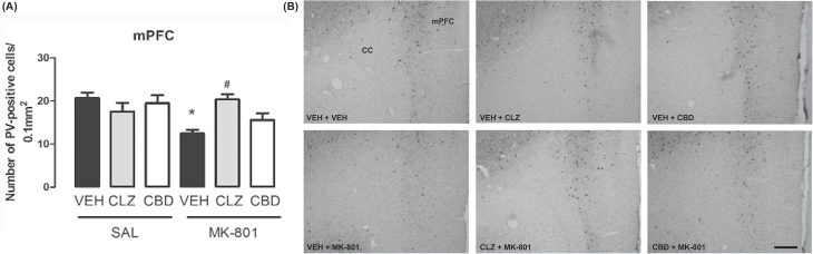 Effects of chronic MK-801 (1mg/kg), clozapine (CLZ; 1mg/kg), and CBD (60mg/kg) treatment on PV protein expression in mouse mPFCs (n = 7/group). (A) MK-801 induced a decrease in the number of PV-positive cells in the mPFC. CBD and clozapine attenuated PV decrease in the mPFC. The data are presented as the mean ± SEM. *p < 0.05 vs. VEH + SAL group, #p < 0.05 vs. VEH + MK-801 group; two-way ANOVA followed by S-K-N test. (B) Photomicrographs of PV-like immunoreactivity in the mPFC (10X; Bar = 200 μm). CC: corpus callosum; mPFC: medial prefrontal cortex.