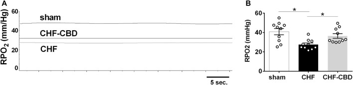 Reductions in Normoxic Renal PO2 (RPO2) in CHF are Attenuated by CBD. Shown in panel (A) are representative tracings of RPO2 in one sham, CHF, and CHF-CBD rat. Shown in panel (B) are summary data illustrating the effect of CBD on RPO2 in CHF. Note cortical RPO2 was significantly lower in CHF vs. sham, and that CBD resulted in higher RPO2 in CHF group. Results are expressed as mean ± SEM. n = 10 animals per group. *p < 0.05 vs. sham via ANOVA with Sidak-Holm multiple comparison tests.