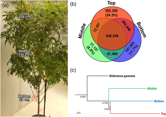 Cannabis mother plant with bioinformatic analysis. (a) ‘Honey Banana’, a mother plant (age ∼1.5 yr), exhibited incredible growth, vigor, and excellent traits, making this an ideal cultivar for this study. Three stem samples were taken from the top (226 cm), middle (151 cm), and bottom (59 cm) and had their genomes fully sequenced. (b) Venn diagram displaying the proportions of alleles shared among or exclusive to the three samples compared with the outgroup. (c) A phylogenic tree created using a genetic distance approach and the neighbor‐joining method demonstrates that the top and bottom are more similar by sharing a common node while the middle has a separate branch