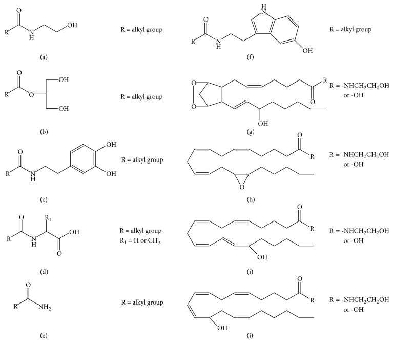 Chemical structures of different classes of endocannabinoids and endocannabinoid-like molecules reported. (a) N-Acylethanolamine, (b) monoacylglycerol, (c) N-acyldopamine, (d) N-acyl amino acid, (e) N-acylamine, (f) N-acylserotonin, (g) COX-2 derivatives, (h) CYP450 derivatives, (i) 15-LOX derivatives, (j) and 12-LOX derivatives.