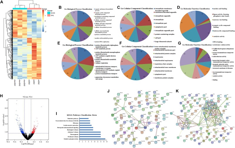 GO function and PPI network analysis of the DEGs at 28th day after surgery. (A) Heat map analysis of DEGs between Sham-7d group and SNL-7d group (The color scale shows the relative gene expression in certain slide: blue indicates low relative expression levels; red indicates high relative expression levels; yellow indicates no change); (B–G) GO function analysis of the upregulated/downregulated DEGs including biological process, cellular component and molecular function; (H) volcano plot of DEGs in metastasis samples compared to primary samples (Red indicates the gene expression was upregulated in SNL-7d group compared with Sham-7d group (P < 0.01); Blue indicates the gene expression was downregulated in SNL-7d group compared with Sham-7d group (P < 0.01); Black indicates P > 0.01); (I) Enriched pathway analysis of DEGs; (J,K) protein–protein interaction networks of DEGs.