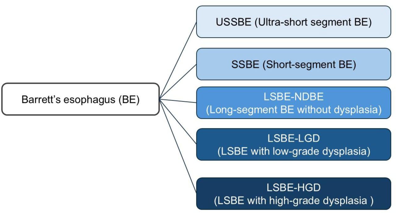 Classification of Barrett’s esophagus subtypes Visual representation of Barrett’s esophagus (BE) subtypes, categorized by segment length and dysplasia status. The diagram distinguishes ultrashort-segment BE (USSBE), short-segment BE (SSBE), long-segment BE (LSBE) with nondysplastic BE (LSBE-NDBE), low-grade dysplasia (LGD), and high-grade dysplasia (HGD).
