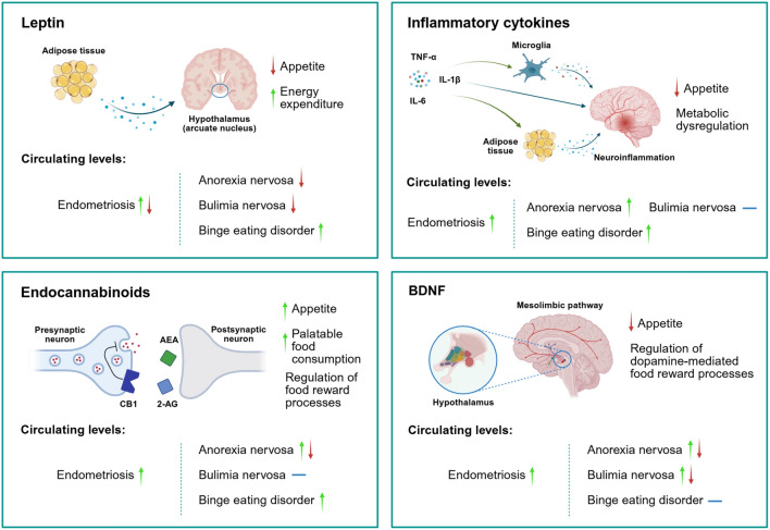 Neuromodulators of eating behavior in endometriosis and EDs. The arrows adjacent to each disorder indicate reported trends in circulating levels of the corresponding neuromodulators, measured in serum or plasma. Leptin Leptin is secreted by the adipose tissue and acts on the hypothalamus to suppress appetite and promote energy expenditure. Both increased and decreased circulating leptin levels have been observed in endometriosis, while leptin levels were reportedly increased in BED, and decreased in AN and BN. Inflammatory cytokines Peripheral pro-inflammatory cytokines can suppress appetite and induce metabolic alterations, either through direct action on hypothalamic neurons or by activating microglia, thereby causing neuroinflammation. Pro-inflammatory cytokines can also increase leptin production. Increased levels of pro-inflammatory cytokines have been observed in endometriosis, AN, and BED, but not BN. Endocannabinoids Endocannabinoids increase appetite and promote the consumption of palatable food through the activation of CB1 in the hypothalamus, and are involved in hedonic eating and the regulation of food reward. Endocannabinoid levels were increased in endometriosis and BED, and bidirectional alterations were reported in AN. BDNF BDNF participates in the homeostatic regulation of eating behavior by acting on specialized neurons in several hypothalamic nuclei. In addition, it regulates hedonic eating, food reward, and the motivation to eat by acting on the mesolimbic dopaminergic pathway. Increased circulating BDNF levels were observed in endometriosis, and bidirectional alterations were reported in EDs. NOTE: The available literature on this topic is still limited; trends may differ according to the biological compartment, disease stage, patient-specific characteristics, and study design or methodological approaches. Created in BioRender. Camoglio, C. (2026) https://BioRender.com/uyi51f2