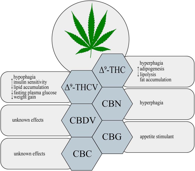 Metabolic effects of different phytocannabinoids. ↑, increase; ↓, decrease; Δ9-THC, Δ9- tetrahydrocannabinol; Δ9-THCV, Δ9-tetrahydrocannabivarin; CBN, cannabinol; CBDV, cannabidivarin; CBG, cannabigerol; CBC, cannabichromene.