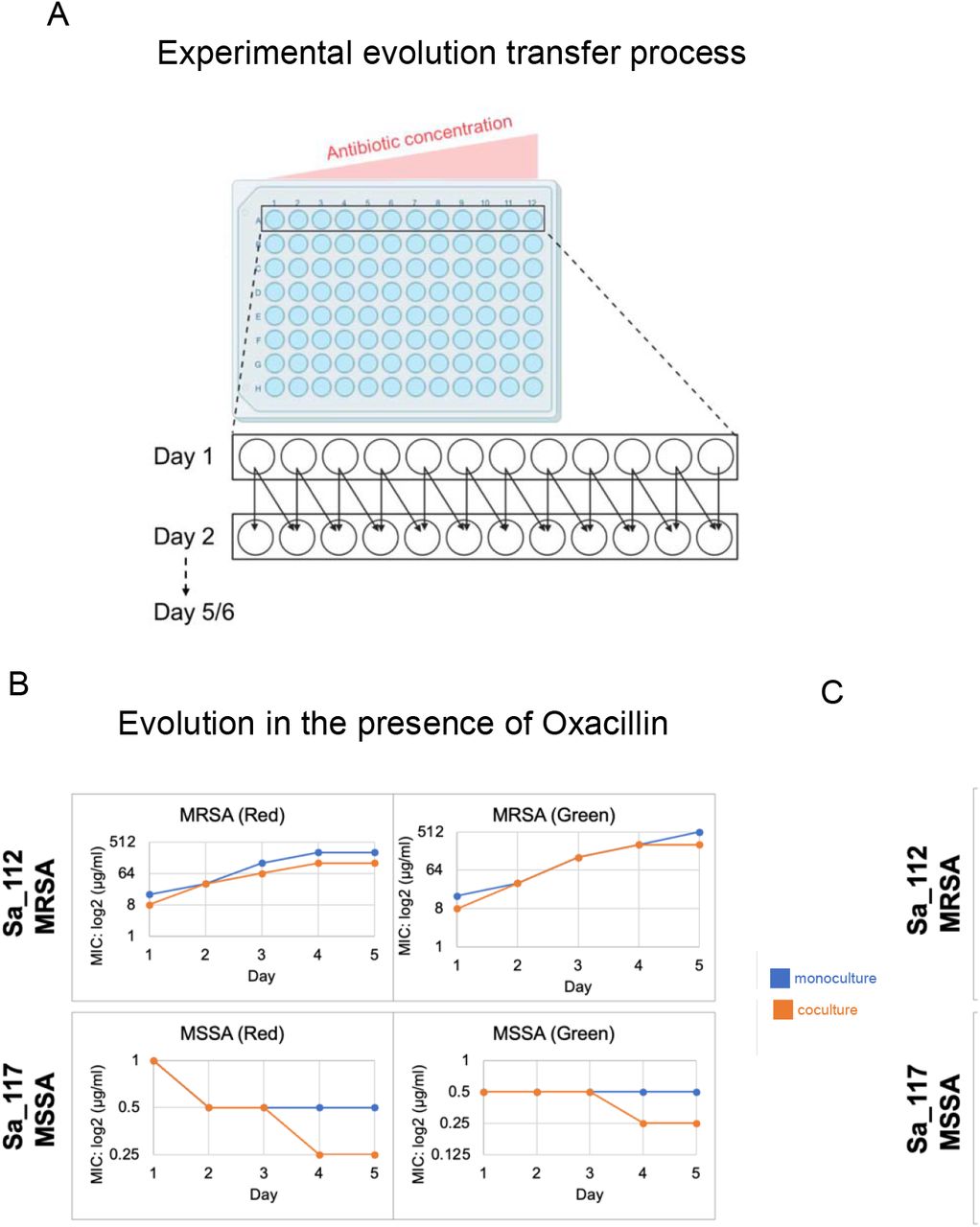 Stepwise experimental evolution of co-isolates alone and cocultured with oxacillin and vancomycin.A) Co-isolates 3_112_SC (MRSA) and 3_117_SC (MSSA) experimentally evolved in monoculture and coculture in the presence of increasing concentrations of oxacillin. Blue lines denote monoculture MIC90 values over 6 growth periods and orange lines denote MIC90 values of the indicated isolate when in coculture with its co-isolate. Antibiotic gradient increased at 2-fold increments and each fluorescent version of each isolate (DsRed or GFP) was tested.