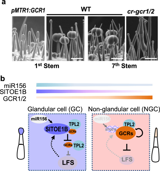 Model explaining how GCR1/2 spatiotemporally regulates the gland formation in plants.a Trichome is an age-dependent feature in tomato. Trichomes appeared to be all glandular types including DGT and PGT at the juvenile stage (The second SEM image). In contrast, trichomes formed in adult plants include both NGT and PGT (The third image). However, forced expression of GCR1 in trichome apical cells inhibited the gland formation (The first image). In contrast, when both GCR1 and 2 were knocked out, supernumerary glands formed throughout the all developmental stages (The forth image). Bar: 50 μm. b The formation of glandular and non-glandular trichomes relies on the spatiotemporal expression of GCR1/2. Both genes were highly expressed in apical cells of NGT, but low expression in the apical cells of GT. This spatiotemporal expression of GCR1/2 results from a combination of self-inhibition and SlTOE1B induced inhibition. Once the GCR1/2 expression was significantly reduced, LFS was activated, which leads to the formation of gland heads. Both phase-related signals miR156 and SlTOE1B promotes glandular trichome formation.