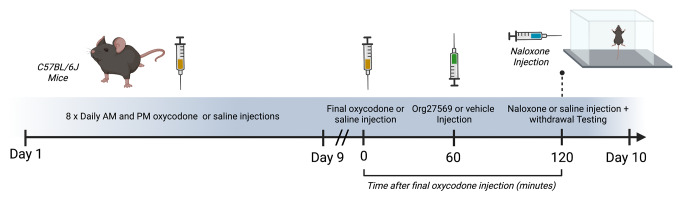 Experimental timeline for acute Org27569 for the treatment of naloxone precipitated oxycodone withdrawal. Mice received escalating doses of oxycodone (9–33 mg/kg IP) or saline, twice daily, for 8 days. On day 9 mice received a final dose of oxycodone (33 mg/kg) or saline. One hour later mice were administered Org27569 (3, 10 or 30 mg/kg) or vehicle. One hour after treatment mice were injected with 10 mg/kg of naloxone or saline IP and placed the testing arena for a 30 min withdrawal test