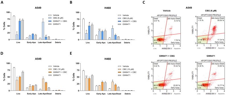 Influence of the PPARα antagonist GW6471 on total apoptotic cell fraction following treatment of A549 (A,C,D) and H460 cells (B,E) with CBG or CBC. Cells were pre-treated with GW6471 (10 µM) or its vehicle for 1 h, followed by a 24 h co-incubation with CBG (6 µM) or CBC (10 µM) or its vehicle. The cells were then stained using the Muse® Annexin V & Dead Cell Kit to distinguish between living (Live), early apoptotic (Early-Apo), late apoptotic/dead (Late-Apo/Dead), and non-apoptotic debris. Data represent the mean ± SEM of 3 biological replicates. * p ≤ 0.05, ** p ≤ 0.01 vs. corresponding vehicle control; # p ≤ 0.05 vs. corresponding CBG-treated group; statistical analyses were performed on percentages of gated cells using RM one-way ANOVA with Bonferroni’s post hoc test (pre-specified comparisons).