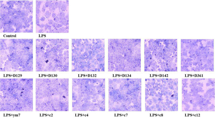 The protective effect of hemp leaf extracts on the morphology of MDCK cells with LPS-induced inflammation. Data are expressed as the mean ± SD (n = 3).