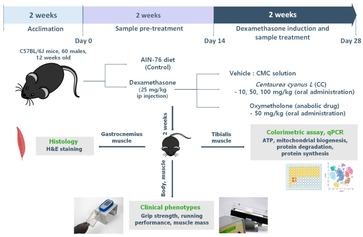 Experimental design of in vivo study.