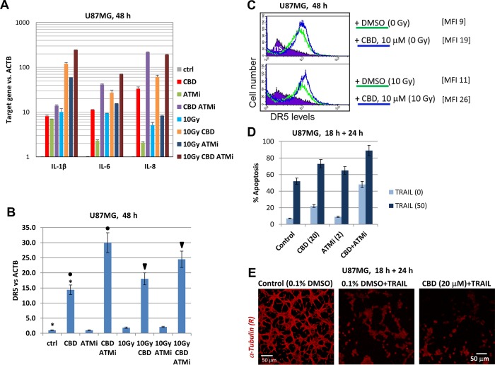 CBD-mediated control of pro-inflammatory cytokines and DR5/TRAIL-R2 in U87MG cells(A and B) Gene expression of pro-inflammatory cytokines (IL1β, IL6, and IL8), as well as TRAIL-R2 in U87MG cells, was determined by quantitative real-time PCR. mRNA was isolated 48 h after treatment with 0.1% DMSO (control vehicle), CBD (10 μM), ATMi (2 μM) and γ-irradiation (10 Gy) alone or in combination. The graphs indicate the fold change of target gene mRNA levels against time-point control after normalized to the reference gene (beta-ACTIN). The pooled results of four independent experiments are presented. Error bars represent means ± S.D. (p < 0.05, Student's t-test). (C) Effects of CBD (10 μM) and γ-irradiation (10 Gy) on surface expression of DR5/TRAIL-R2 were determined using immunostaining and FACS analysis. Median fluorescent intensity is shown in square brackets. (D) Effects of pretreatment (18 h) with CBD (20 μM), ATMi (2 μM) and their combination on apoptosis of U87MG cells induced by exogenous TRAIL (50 ng/ml) + cycloheximide (1 μg/ml). Apoptosis-cell cycle analysis of U87MG cells was performed and the percentage of pre-G1 (apoptotic) cells was determined using flow cytometry. The pooled results of three independent experiments are presented. Error bars represent means ± S.D. (p < 0.05, Student's t-test). (E) Microscopic view of cell death induced by exogenous TRAIL (50 ng/ml) or by pretreatment (18 h) of CBD (20 μM) followed by treatment with TRAIL (50 ng/ml for 24 h)