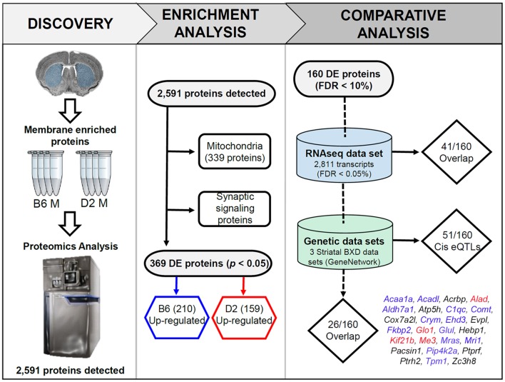 Overview of the discovery, enrichment, and comparative analyses. In the discovery phase, membrane and mitochondrial enriched protein fractions were collected from the striatum (dorsal and ventral) of four males from the B6 and D2 inbred mouse strains. For the enrichment analysis, all detected proteins were first queried for enrichment of functional terms using the ENRICHR web service. This resulted in detection of 339 mitochondrial genes. The remaining proteins were found to be enriched for synaptic signaling pathways (summarized in Figure 2). In the last phase of enrichment analysis, 369 differentially expressed (DE) proteins were divided into two groups for additional enrichment analysis based on higher expression in the B6 or D2 strain. The results of this analysis can be found in Figure 3. For comparative and genetic analysis the top 160 DE proteins based on a 10% FDR were compared against two related data sets. The first data set consisted of striatal gene expression profiled in male B6 and D2 mice by RNA-seq. The second data set included expression quantitative trait loci (eQTL) mapping in three different striatal expression data sets from a recombinant inbred progeny—the BXD population—derived from the B6 and D2 strains. The final list of 26 proteins with differential mRNA expression and evidence of genetic regulation of gene expression in the BXD panel is shown above (blue, red, and black text indicates higher expression of the B6 allele, D2 allele, or a mixture of both across the three data sets, respectively). A summary of the overlap analysis can be found in Supplementary Table S3.