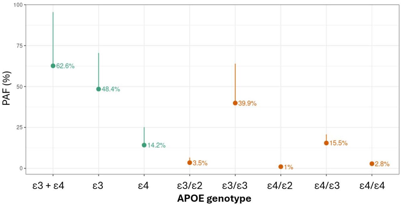 Population attributable fractions (PAF) for APOE alleles.Points in orange indicate the estimated PAF for each combination of APOE genotypes, relative to the low risk ε2/ε2 reference category. Points in dark gree indicate the ‘summed’ PAFs, summarising either the contribution of ε4 alleles only, ε3 alleles only, or the joint PAF attributable to both ε4 and ε3. The upper 95% confidence interval is shown. The lower 95% confidence interval is not shown for clarity, as some estimates were imprecise (see text) due to the rarity of the reference genotype an hence large standard errors attached to the estimates.
