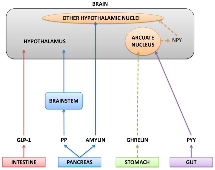 Schematic diagram illustrating neuropeptides. Continuous lines represent anorexigenic peptides that promote satiety; discontinuous lines represent orexigenic peptides that promote hunger. NPY: neuropeptide Y; PYY: peptide YY; PP: pancreatic polypeptide; GLP-1: glucagon-like 1.