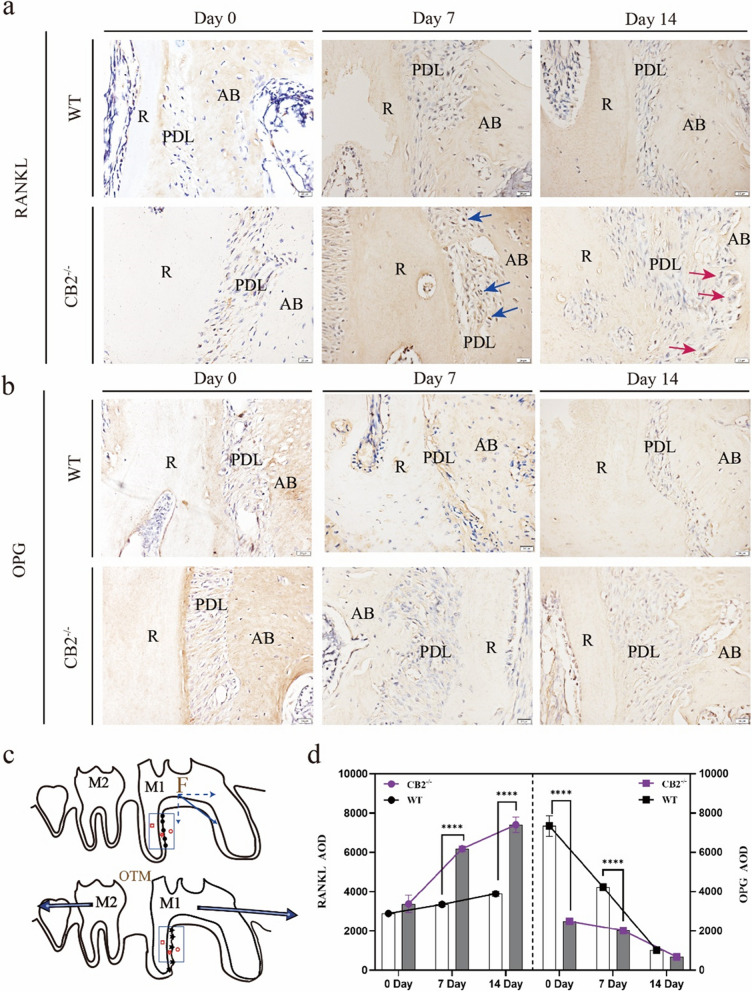 Quantitative analysis of immunohistochemistry of RANKL and OPG in the M1 pressure area after OTM in CB2.−/− and WT mice. a, b IHC of OPG /RANKL staining results in the distal root compression side of the first molar mice. Scale bar: 50 µm. R, root; PDL, periodontal ligament; AB, alveolar; ↑ (Blue arrow), RANKL-positive mononuclear cells ↑ (Red arrow), RANKL-positive multinuclear cells. c Illustration of the M1 pressure area after OTM. F: The direction of orthodontic force. d Statistic evaluation of the OPG /RANKL AOD in ROI, data were shown as mean ± standard deviation. Values were means ± SD.**** P < 0.0001