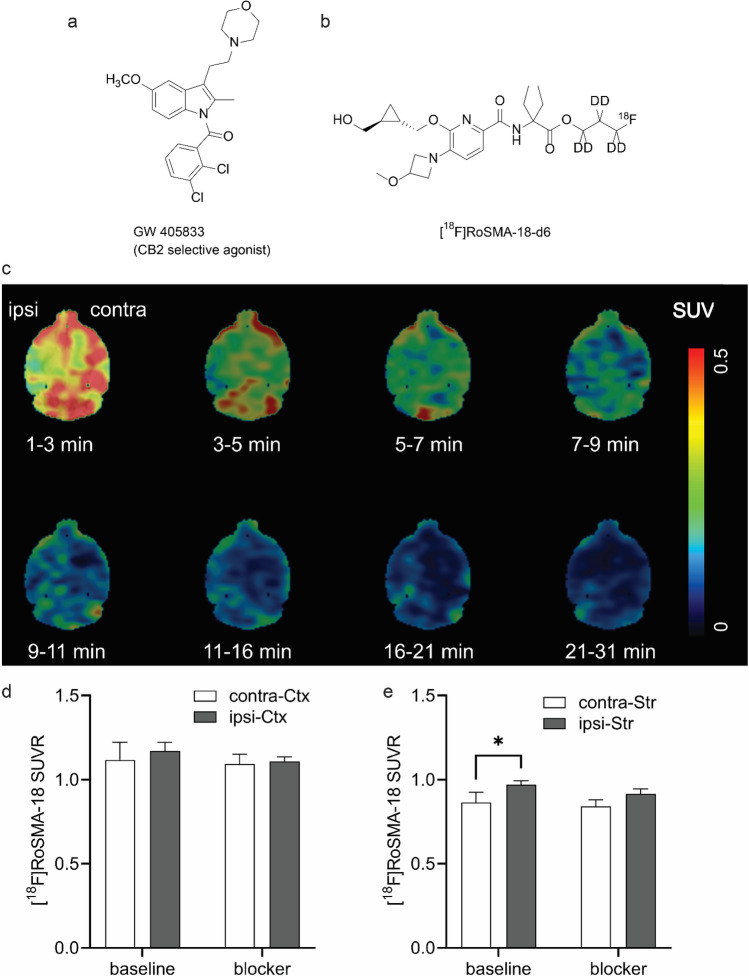 In vivo microPET imaging of tMCAO mouse brain using [18F]RoSMA-18-d6. a,b Chemical structures of blocker GW405833 and [18F]RoSMA-18-d6; c representative PET images of horizontal mouse brain sections at different time frames after intravenous injection of [18F]RoSMA-18-d6; SUV: 0–0.5; d,e ratios of [18F]RoSMA-18-d6 uptake under baseline and blockade conditions in cortex and striatum. Significantly higher [18F]RoSMA-18-d6 standard uptake value ratio (SUVR) was observed in the ischemic ipsilateral striatum under baseline conditions, but not in the ipsilateral cortex. Midbrain was used as reference brain region for SUVR calculation. *p < 0.05.