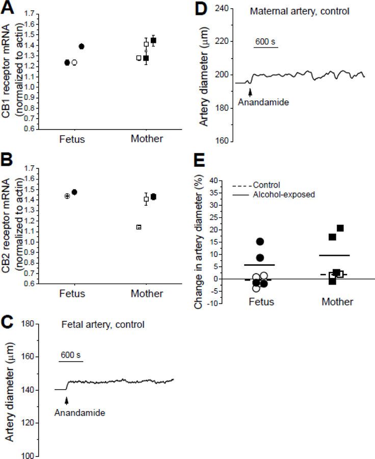 Fetal and maternal cerebral artery responses to anandamide.A. CB1 receptor mRNA level normalized to actin in maternal and near-term fetal cerebral artery lysates. Each datapoint represents an averaged from 4 technical replicates from the same animal donor. Here and in B, error bars represent standard deviations of those 4 technical replicates for each animal donor. B. CB2 receptor mRNA level normalized to actin in maternal and near-term fetal cerebral artery lysates. C. Original record of diameter showing anandamide-induced dilation of fetal cerebral artery. D. Original record of diameter showing anandamide-induced dilation of maternal cerebral artery. E. Scattered data showing changes in artery diameter by 10 µM anandamide in fetal and maternal arteries. Statistical analysis using two-way ANOVA failed to detect significant differences or interactions between the groups at the 0.05 level (P values≥0.12).