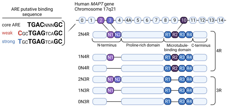 Diagram of the TAU isoforms and ARE binding sequence modified from [100,101], respectively. Six TAU isoforms are present in the human brain through different combinations of the splicing of exons 2, 3, and 10. The characteristics of the N-terminal domain, N1 and N2, are generated from exons 2 and 3, respectively. Exon 10 encodes the second microtubule-binding repeat domain, R2. Depending on the presence of the R2 domain, the TAU protein becomes either 3R or 4R TAU. In contrast, an ARE-binding SNP in the first intron of the MAPT gene that can confer weak (C) or strong (T) binding of NRF2 has been proposed.