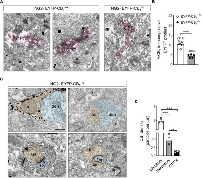 Electron microscopy localization of CB1 receptors in OPCs of the adult mouse hippocampus. (A) Representative electron micrographs showing pre-embedding silver intensified immunogold labeling of CB1 receptors and immunoperoxidase labeling of EYFP in coronal brain sections from adult NG2-EYFP mice. CB1 receptor gold particles were localized on plasma membranes of OPC processes (white arrows). Scale bars: 500 nm. (B) Quantification of CB1 receptor immunopositive OPC profiles in NG2-EYFP± mutant mice. The proportion of DAB positive profiles expressing CB1 receptor metal particles was significantly lower in NG2-EYFP-CB1– /– mice. The numbers in parentheses on the top of each column indicate the number of OPC processes analyzed. (C) Distribution of CB1 receptors in synaptic terminals of NG2-EYFP± mice. Scale bars: 500 nm. White arrowheads, inhibitory synapses; black arrowheads, excitatory synapses; den, dendrite (blue); opc, oligodendrocyte progenitor (pink); sp, dendritic spine (blue); ter, terminal (orange). (D) CB1 receptor density (particles/μm plasma membrane) was quantified in receptor positive-OPC profiles, -inhibitory and -excitatory terminals within the stratum radiatum of NG2-EYFP-CB1+/+. ***p < 0.0001 inhibitory terminals vs. OPCs; ***p < 0.001 inhibitory vs. excitatory terminals; **p < 0.01 excitatory terminals vs. OPCs; Student’s t tests.