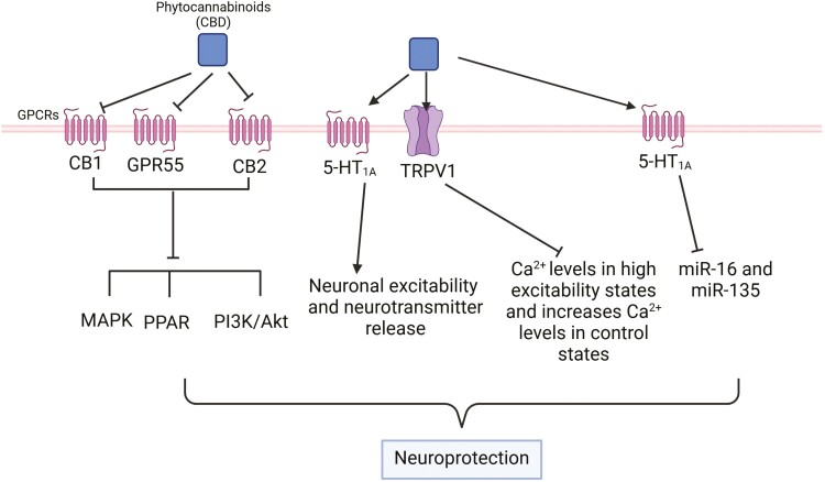 Multiple molecular targets for CBD. CBD has multiple molecular targets within the cell. It acts as an antagonist for CB1 and CB2 receptors and also appears to function as a GPR55 antagonist. In contrast, many of CBD’s effects are mediated through activation of serotonin receptor subtype 1A (5-HT1A) receptors in the central and peripheral nervous system, which regulate neuronal excitability and neurotransmitter release. In addition, a proposed molecular target for CBD is the TRPV1 receptor, and when activated by CBD, TRPV1 causes an increase in intracellular Ca2+. Furthermore, using mitochondrion‐specific Ca2+ sensors (Rhod‐FF, AM), CBD has been shown to reduce [Ca2+]i levels in high excitability states and increase [Ca2+]i levels in control states in primary cultured hippocampal cells.96 In addition, the therapeutic properties of CBD may involve epigenetic mechanisms, including DNA methylation, histone modifications, and the regulation of miRNA expression.97 For example, the antidepressant effects of CBD in a rat model of depression were associated with changes in miR-16 and miR-135 in the vmPFC and were mediated by the 5-HT1A receptor.35 The figure was generated using BioRender (Agreement number: IG27NE5X92). CBD, cannabidiol; TRPV1, transient receptor potential vanilloid 1; vmPFC, ventromedial prefrontal cortex.