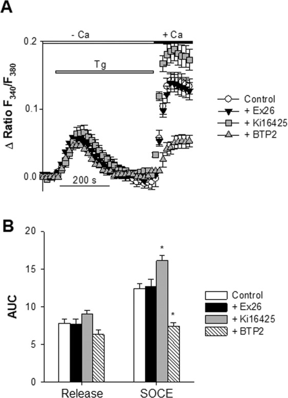 Effects of Ex26, Ki16425, and BTP2 on the thapsigargin-evoked Ca2+ release and SOCE. SOCE responses were analysed with Fura-2. Cells were kept in a nominally Ca2+-free medium. ER Ca2+ stores were depleted with thapsigargin (Tg, 200 nM) before re-introducing external Ca2+. The resulting increase in intracellular Ca2+ is due to Ca2+ entering via the plasma membrane. Panel A shows somatic Ca2+ responses (expressed as Δ ratio F340/F380) as a function of time, and generated by the sequential addition of Tg (200 nM, horizontal gray bar) followed by the readmission of 2 mM external Ca2+ (horizontal black bar). Four conditions are shown: without antagonists of LPA and S1P receptors (Control, open circles, n = 7), with 1 µM Ex26 (gray triangles, n = 5), with 10 µM Ki16425 (filled squares, n = 5), and with 1 µM BTP2 (symbols, n = 5). When tested, Ex26 (or Ki16425) and BTP2 were added 4–7 and 11–12 min, respectively, before time 0 and were also present during the recordings. One time point out of 3 is shown. Panel B shows the thapsigargin-evoked Ca2+ release and SOCE measured as area under the curve (AUC). Mean ± SEM.