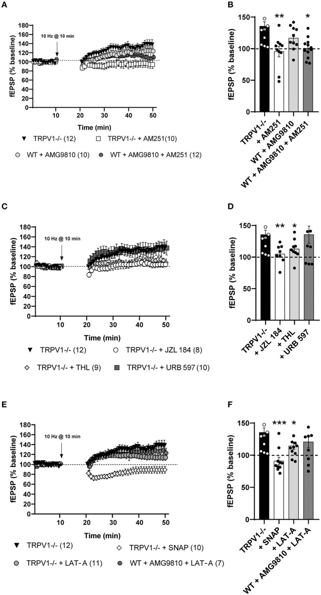 (A) Medial perforant path long-term potentiation (MPP-LTP) in TRPV1-/- is CB1 receptor-dependent (Mann–Whitney test. p > 0.05 vs. baseline; white squares). The TRPV1 antagonist AMG9810 (3 μM) triggers MPP-LTP in WT (Mann–Whitney test. *p < 0.05 vs. baseline; light gray circles) that is also CB1 receptor-dependent (Mann–Whitney test. p > 0.05 vs. baseline; dark gray hexagons). (B) Representative histograms of fEPSP (last 10 min) after LFS at MPP in different conditions: TRPV1-/- mice (black bar); TRPV1-/- + AM251 [4 μM] (white bar); WT + AMG9810 [3 μM] (light gray bar); and WT + AMG9810 [3 μM] + AM251 [4 μM] (dark gray bar). Statistical analysis of last 10 min of fEPSP after LFS in the MPP from different conditions: TRPV1-/- vs. TRPV1-/- + AM251 [4 μM] (Mann–Whitney test. **p < 0.005); TRPV1-/- vs. WT + AMG9810 [3 μM] (Mann–Whitney test. p > 0.05) and WT + AMG9810 vs. WT + AMG9810 [3 μM] + AM251 [4 μM] mice (unpaired t-test. *p < 0.05). (C) Increase (Mann–Whitney test. p > 0.05 vs. baseline; white circles) and decrease (Mann–Whitney test. **p < 0.005 vs. baseline; light gray diamonds) in 2-AG abolish MPP-LTP in TRPV1-/-, while AEA increase (Mann–Whitney test. p > 0.05 vs. baseline; dark gray squares) has no effect. (D) Representative histogram of fEPSP (last 10 min) after LFS at MPP in TRPV1-/- (black bar) in the presence of JZL 184 [50 μM; >1 h] (white bar), THL [10 μM] (light gray bar), and URB597 [2 μM] (dark gray bar). Statistical analysis of last 10 mins fEPSP after LFS in the MPP of TRPV1-/- mice in the presence of different drugs: TRPV1-/- vs. TRPV1-/- + JZL 184 (unpaired t-test. **p < 0.005), TRPV1-/- vs. TRPV1-/- + THL (unpaired t-test. *p < 0.05), and TRPV1-/- vs. TRPV1-/- + URB597 (unpaired t-test. p > 0.05). (E) SNAP blocks (Mann–Whitney test. p > 0.05 vs. baseline; white diamonds) and LAT-A reduce MPP-LTP in TRPV1-/- (Mann–Whitney test. *p < 0.05 vs. baseline; light gray circles) but not LTP induced by AMG9810 in WT (Mann–Whitney test. p > 0.05 vs. baseline; dark gray hexagons). (F) Representative histogram of the last 10 min of fEPSP after LFS in different conditions: SNAP in TRPV1-/- [100 μM] (white bar); LAT-A in TRPV1-/- (light gray bar), and LAT-A in WT + AMG9810 mice (dark gray bar). Statistical analysis of last 10 min of fEPSP after LFS in the MPP of different conditions: TRPV1-/- vs. TRPV1-/- + SNAP (Mann–Whitney test. ***p < 0.001); TRPV1-/- vs. TRPV1-/- + LAT-A (unpaired t-test. *p < 0.05); and WT + AMG9810 vs. WT + AMG9810 + LAT-A (unpaired t-test. p > 0.05). All data are expressed as mean ± SEM. (A,C,E) For representation, each experiment was normalized to its baseline. The average of the fEPSP areas is shown. Arrows point to LFS application (10 min, 10 Hz).