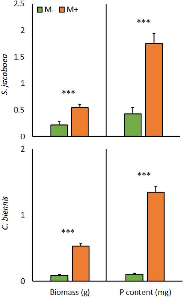 Shoot biomass and phosphorus content of perennial plant species Senecio jacobaea and Crepis biennis either paired with C. canadensis and E. annuus, respectively, or not, as affected by mycorrhizal inoculation (M+: mycorrhizal inoculum added; M−: nonmycorrhizal control). Bars represent means accompanied by standard errors (n = 20).