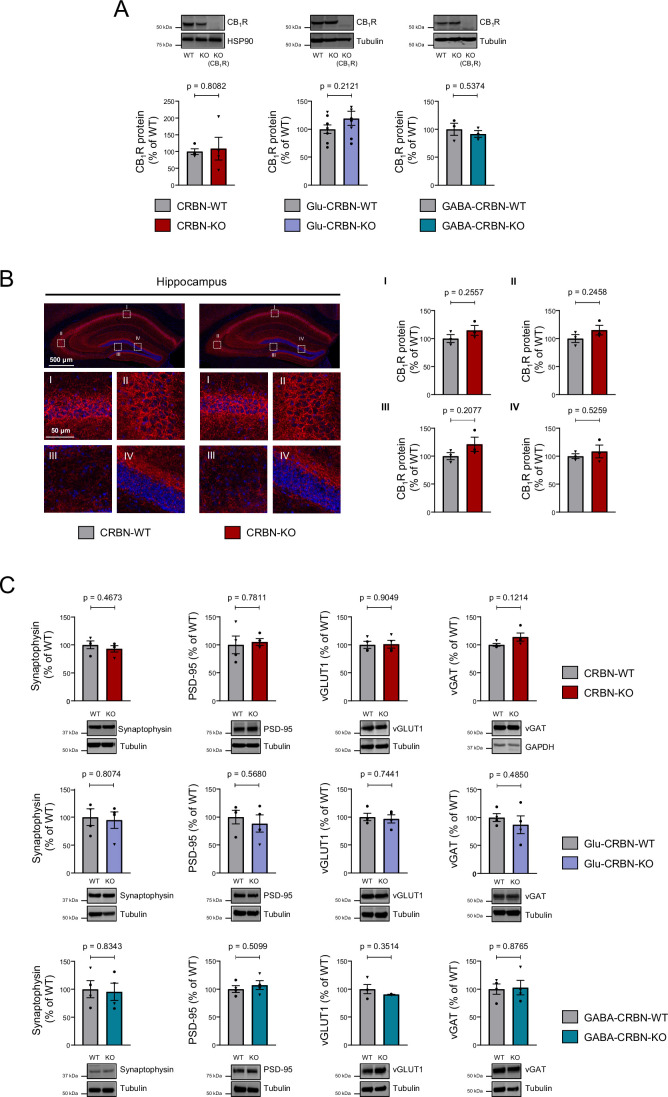 Crbn deletion does not alter the levels of CB1R and synapse-marker proteins in the mouse hippocampus.(A) CB1R protein levels (% of WT mice) as assessed by western blotting in the hippocampus of CRBN-WT (n = 4), CRBN-KO (n = 4), Glu-CRBN-WT (n = 8), Glu-CRBN-KO (n = 8), GABA-CRBN-WT (n = 3) or GABA-CRBN-KO (n = 3) mice (mean ± SEM). Circles, male mice; triangles, female mice. p values were obtained by unpaired two-tailed Student’s t test. (B) CB1R immunoreactivity (% of WT mice) in the hippocampus of CRBN-WT and CRBN-KO mice (n = 3 animals per group). High magnification images of CA1 (I), CA3 (II), hilus (III) and granule cell layer of the dentate gyrus (IV) are shown (mean ± SEM). Circles, male mice; triangles, female mice. p values were obtained by unpaired two-tailed Student’s t test. (C) Synaptophysin, PSD-95, vGLUT1 and vGAT protein levels (% of WT mice) as assessed by western blotting in the hippocampus of CRBN-WT, CRBN-KO, Glu-CRBN-WT, Glu-CRBN-KO, GABA-CRBN-WT or GABA-CRBN-KO mice (n = 3–4 animals per group; mean ± SEM). Circles, male mice; triangles, female mice. p values were obtained by unpaired two-tailed Student’s t test. Source data are available online for this figure.