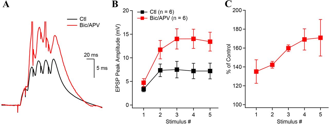 GABAAR-mediated inhibition shape synaptic potentials.A, Synaptic potentials recorded in control (black) and after the application of bicuculine and AP-V (red). Note truncated action potentials. B, Synaptic potential peak amplitude as a function of stimulus number before and after the co-application of bicuculine and AP-V. C, Bicuculine had a greater effect on the last synaptic potentials recorded in response to burst stimulation. Data points show mean ± SEM.
