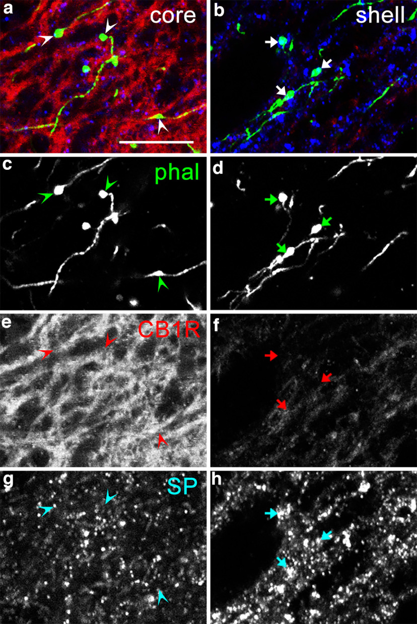 Immunoreactivity of boutons formed along striatum-derived axons in the EPN. a, b, The images in the core (a) and shell (b) are magnified views of parts of Figures 12b and 13b, respectively. a–h, Pseudocolor images (a, b) representing phal (green), CB1R (red), and SP (blue) immunoreactivities are shown separately in c, and d; e, and f; and g and h, respectively. Arrowheads and arrows indicate axonal boutons originating from the striatum. CB1R immunoreactivities in phal-labeled boutons in the core are higher than those in the shell, whereas SP immunoreactivities in boutons in the core are lower than those in the shell. Smaller punctate structures in the SP labeling correspond to clusters of SP-positive dense cored vesicles found at the EM level (Shigematsu et al., 2008). Scale bar, 10 μm.