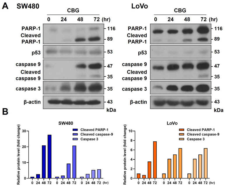 CBG treatment increases cleaved forms of caspase and PARP-1. (A) LoVo and SW480 cells were treated with 30 μM CBG, harvested at every 24 hours, and cultured for 72 hours. Western blot experiment was performed using PARP-1, caspase 9, caspase 3, and p53 antibodies. (B) Graphs showing increased intensities for cleaved forms of PARP-1, caspase 9, and caspase 3.