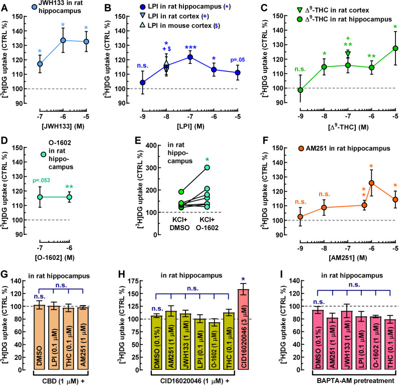 Nanomolar concentrations of GPR55 agonists stimulate glucose uptake in acute rat and mouse brain slices. Glucose uptake was quantified by [3H]DG incorporation, using a protocol optimized for rat hippocampal slices (Lemos et al. 2012). Rat and mouse cortical slices complemented experiments conducted in cortical neurons and astrocytes from both species (see Figs. 2, 4 and 5). A The cannabinoid CB2R-selective agonist JWH133 stimulates glucose uptake in a concentration-dependent fashion (n = 5–6 independent observations, i.e. rats), serving as a positive control (as per Köfalvi et al. 2016). B The endogenous GPR55 agonist, LPI, significantly stimulated glucose uptake in the rat hippocampus starting at 10 nM (n = 11), with maximal effect at 100 nM (n = 25). At 10 µM, LPI’s effect was only borderline significant (n = 12). LPI (10 nM) also increased glucose uptake in rat (n = 8) and mouse (n = 6) cortical slices, to a similar extent as in the rat hippocampus. C Δ⁹-THC, the principal psychoactive component of cannabis, significantly stimulated glucose uptake in (n ≥ 6) rat hippocampal and cortical slices (n = 6), displaying a non-monotonic concentration–response profile, with significant stimulation of glucose uptake apparent from 10 nM (n = 9). D The GPR55-selective synthetic agonist O-1602 significantly stimulated glucose uptake at 1 µM in the rat hippocampus (n = 10). E O-1602 (1 µM) enhanced glucose uptake during 20 mM KCl-induced depolarization (n = 7 rats), indicating that GPR55 promotes glucose uptake under both resting and depolarized states. F AM251 showed lower potency than Δ9-THC and LPI, with a minimum effective concentration of 500 nM (n = 41), consistent with its lower GPR55 vs. CB1R affinity (Ryberg et al. 2007). G Pretreatment with CBD (1 µM) fully prevented the stimulatory effects of LPI (100 nM), Δ9-THC (100 nM), and AM251 (1 µM) (n = 6 each). Note that the leftmost bar shows the antagonist control condition (CBD + DMSO, where DMSO stands for the vehicle control for the agonists, all dissolved in DMSO). H Five-minute pretreatment of the slices with the highly selective GPR55 antagonist CID16020046 (1 µM) also abolished the stimulatory actions of the GPR55 agonists AM251 (1 µM), LPI (100 nM), O-1602 (1 µM), and Δ9-THC (100 nM), i.e. at concentrations producing maximal stimulation when applied alone, but also suppressed JWH133 (1 µM)-induced glucose uptake (n = 9 rats per treatment). The leftmost bar shows the antagonist control condition (CBD 1 µM + DMSO, where DMSO stands for the vehicle control for the agonists). At 3 µM, CID unexpectedly increased glucose uptake (n = 9), despite showing no intrinsic effect at 1 µM. I BAPTA-AM loading (30 µM; 40 min) followed by washout prevented all agonists from stimulating glucose uptake (n = 6 each), implicating GPR55-Gq/11-driven cytosolic Ca2+ elevation in glucose uptake stimulation. Data are mean ± SEM obtained from the indicated number of animals (n ≥ 5). *+$P < 0.05, **P < 0.01, ***P < 0.001, n.s., not significant. Missing error bars are within symbols