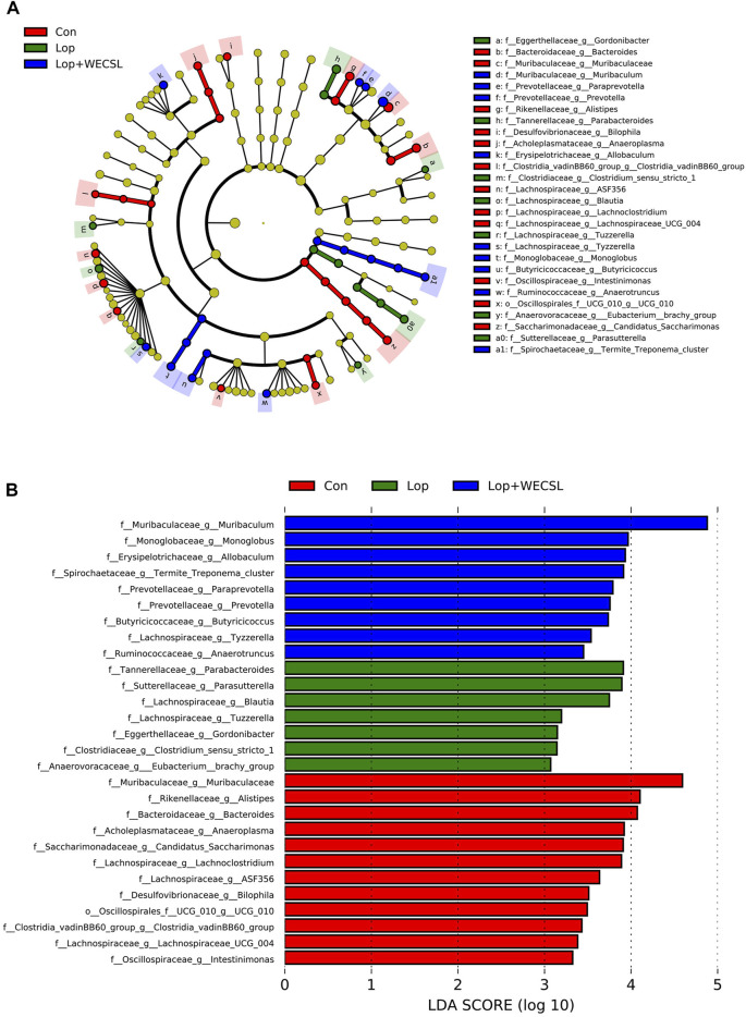 Identification of most characteristic taxa among experimental groups by linear discriminant analysis (LDA) effect size (LEfSe). (A) Taxonomic abundance analysis on differentially enriched taxa among three groups using LEfSe. The circle size is proportional to the relative abundance of each taxon. (B) Most significantly differences of intestinal bacteria taxa among three groups after LDA using a threshold score larger than 3. The bar length represents the LDA score, and color represents the enrichment direction in different groups.
