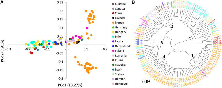 Population structure of the 123 hemp accessions. (A) Principal coordinates analysis (PCoA) and (B) dendrogram of the kinship matrix with the number of the sub-cluster in the node. Color palette indicates the geographic origin of the accessions.