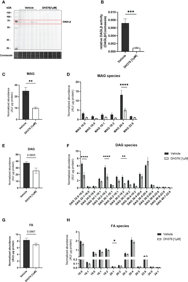 Inhibition of DAGLβ activity leads to reduced DAG, MAG and FA levels in perfused placental tissue. (A) In vitro labeling of enzymes in DH376 [1 µM] and vehicle perfused placental membrane proteomes by direct ABPP using DH379. (B) Densiometric quantification of in gel ABPP demonstrated significantly decreased DAGLβ activity in DH376 perfused placentas compared to vehicle controls. Student´s t-test was performed for statistical testing (n=5). (C) Total monoacylglycerol (MAG) tissue levels in DH376 [1 µM] and vehicle perfused tissues. (D) Depiction of all measured MAG species by LC-MS. (E) LC-MS analysis of total diacylglycerol tissue levels (DAG) and diacylglycerol species in vehicle and DH376 perfused placental tissues (F). (G) Total tissue FA levels and corresponding FA species (H). Lipid levels are expressed as arbitrary units (AU) and were normalized to total tissue protein (µg). Student´s t-test and multiple t-test followed by Benjamini- Hochberg post hoc was performed, respectively (n=3 lipid levels, n=5 FA levels). Data are depicted as mean ± SEM; *p ≤ 0.05, **p ≤ 0.01, ***p ≤ 0.001, ****p< 0.0001.