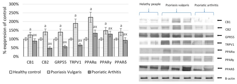 The expression of receptors involved in phospholipid metabolism in mononuclear cells of patients with psoriasis vulgaris (n = 16) and psoriatic arthritis (n = 8) and healthy peoples (n = 8). CB1, CB2, cannabinoid receptors; GRP55, G protein-coupled receptor 55; TRPV, the transient receptor potential cation channel subfamily V member 1; PPAR, peroxisome proliferator-activated receptor. Data points represent the mean ± SD; a, significantly different from healthy subjects, p < 0.05; x, significantly different from patients with psoriasis vulgaris, p < 0.05.