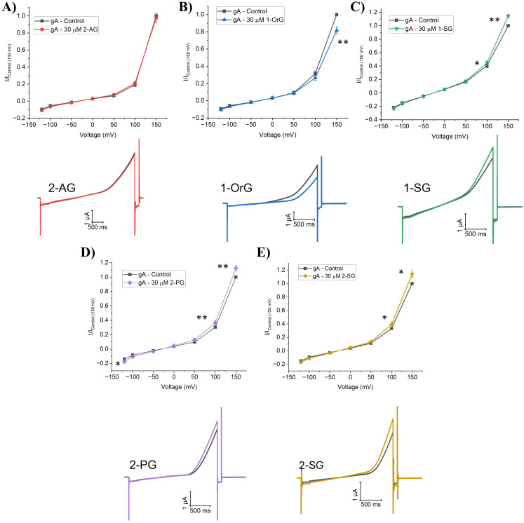 2-monoacylglycerols (2-MGs) effect on gramicidin currents (gA).(A-E) (top) Averaged cationic gramicidin currents before and after treatment with 2-AG, 1-OrG, 1-SG, 2-PG or 2-SG respectively. Test currents were averaged at −120 mV, −100 mV, −50 mV, 0 mV, + 50 mV, + 100 mV, and +150 mV. (below) Representative gA current traces before and after treatment with 2-AG, 1-OrG, 1-SG, 2-PG or 2-SG. Paired student t-test was used to determine I/Imax differences at −120, + 100 and +150 mV (6 < n < 12; * = P < 0.05, ** = P < 0.01, *** = P < 0.001).