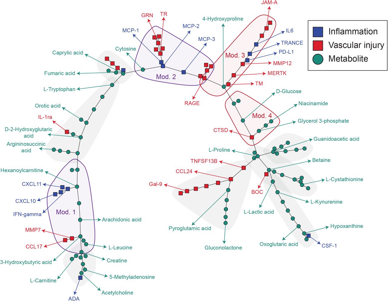 Protein-metabolite networks in COVID-19.Gaussian graphical model (GGM) representing the significant partial correlations between all the measured metabolites and proteins, generated by a minimum spanning tree (MST) based reduction combined with a shortest paths-based approach. The network includes all differentially expressed metabolites and proteins between COVID-19 patients and controls. Squares indicate proteins and green circles indicate metabolites. Inflammatory proteins are colored in purple, while vascular injury proteins are colored in red. Shadows represent molecule modules.